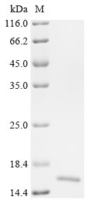 Recombinant Mouse Trefoil factor 3 (Tff3), Mus musculus (Mouse), E.coli, N-terminal 10xHis-tagged and C-terminal Myc-tagged, 13.9kDa, purity >90% as determined by SDS-PAGE.