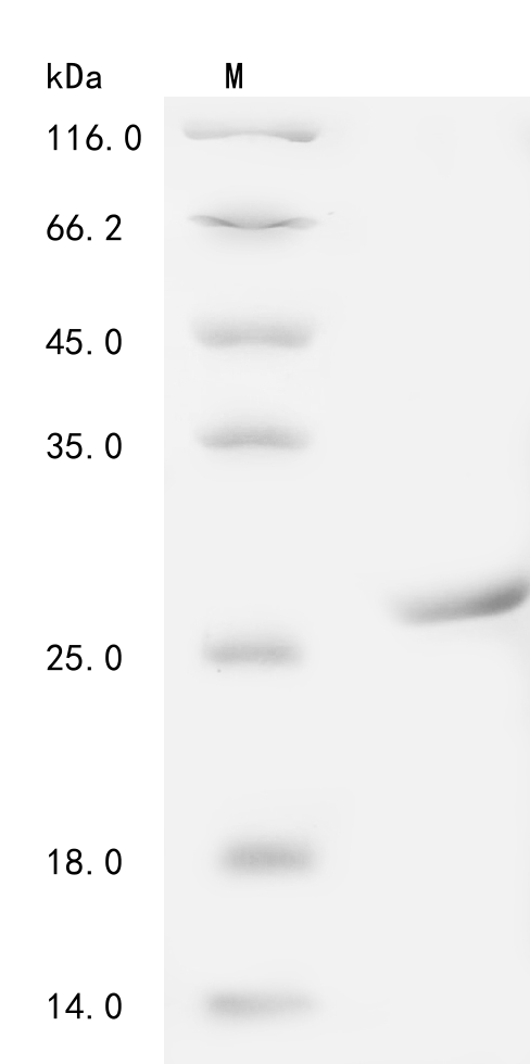 Recombinant Pig Transferrin receptor protein 1 (TFRC), partial