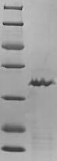 Recombinant Chicken Transforming growth factor beta-1 proprotein (TGFB1), partial, Gallus gallus (Chicken), E.coli, N-terminal 6xHis-SUMO-tagged, 29.0kDa, purity >90% as determined by SDS-PAGE.