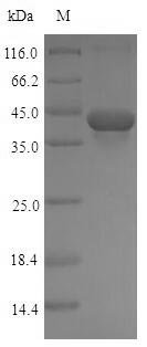 Recombinant Rat Transforming growth factor beta-1 proprotein (Tgfb1), partial