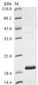 Recombinant Bovine Transforming growth factor beta-2 proprotein (TGFB2), partial, Bos taurus (Bovine), E.coli, N-terminal 10xHis-tagged and C-terminal Myc-tagged, 20.2kDa, purity >90% as determined by SDS-PAGE.
