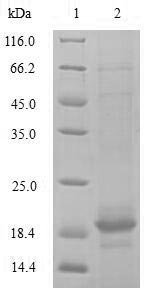 Recombinant Rat TGF-beta receptor type-2 (Tgfbr2), partial