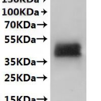 CSB-MP897445MO is detected by Mouse anti-6*His monoclonal antibody.