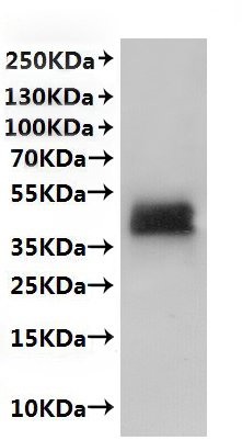 Recombinant Mouse CX3C chemokine receptor 1 (Cx3cr1)-VLPs Protein, Mus musculus (Mouse), Mammalian cell, C-terminal 10xHis-tagged, 41.6kDa, purity >VLPs