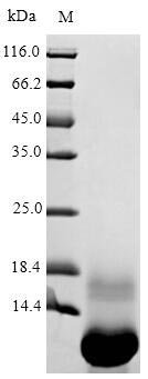 Recombinant Viscum album Viscotoxin-A3 (THI2.1), partial
