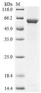 Recombinant Mouse Threonine synthase-like 2 (Thnsl2)