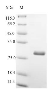 Recombinant Mouse Thy-1 membrane glycoprotein (Thy1)