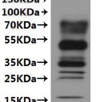 CSB-MP668869MO is detected by Mouse anti-6*His monoclonal antibody.