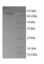 Recombinant Escherichia coli Transketolase 1 (tktA), Escherichia coli (strain K12), E.coli, N-terminal 6xHis-SUMO-tagged, 88.2kDa, purity >90% as determined by SDS-PAGE.