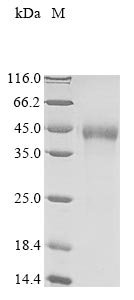 Recombinant Mouse Enteropeptidase (Tmprss15), partial, Mus musculus (Mouse), Mammalian cell, N-terminal 10xHis-tagged and C-terminal Myc-tagged, 32kDa, purity >90% as determined by SDS-PAGE.