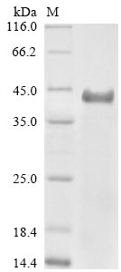 Recombinant Mouse Transmembrane protease serine 2 (Tmprss2), partial, Mus musculus (Mouse), E.coli, N-terminal 6xHis-tagged, 48.7kDa, purity >90% as determined by SDS-PAGE.