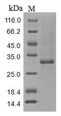 Recombinant Mouse Tenascin (Tnc), partial, Mus musculus (Mouse), Baculovirus, N-terminal 10xHis-tagged and C-terminal Myc-tagged, 28.8kDa, purity >85% as determined by SDS-PAGE.