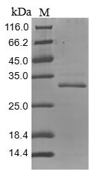 Recombinant Mouse Tenascin (Tnc), partial
