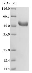 Recombinant Rabbit Tumor necrosis factor ligand superfamily member 4 (TNFSF4), partial