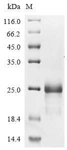 Recombinant Rabbit Tumor necrosis factor ligand superfamily member 4 (TNFSF4), partial
