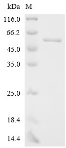 Recombinant Trypanothione reductase (TPR)
