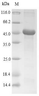 Recombinant Rat Tryptase (Tpsab1)