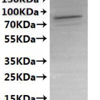 CSB-MP019047HUd7 is detected by Mouse anti-6*His monoclonal antibody.