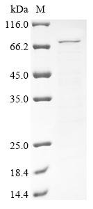 Recombinant Mouse Heat shock protein 75 kDa, mitochondrial (Trap1)