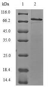 Recombinant Mouse E3 ubiquitin-protein ligase TRIM21 (Trim21)