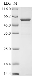 Recombinant Mouse Tripartite motif-containing protein 72 (Trim72)