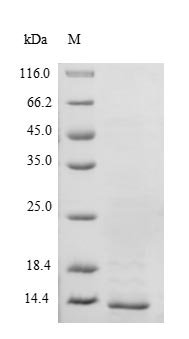 Recombinant Mouse Transthyretin (Ttr), partial