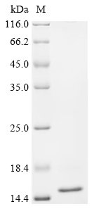 Recombinant Pig Transthyretin (TTR)