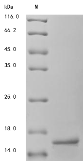 Recombinant Mouse Transthyretin (Ttr), partial