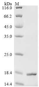 Recombinant Pseudomonas aeruginosa Sulfurtransferase TusA homolog (tusA)