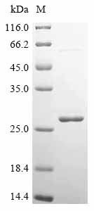 Recombinant Triticum aestivum Ubiquitin-conjugating enzyme E2 2 (UBC2)