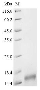 Recombinant Mouse E3 ubiquitin-protein ligase UBR1 (Ubr1), partial, Mus musculus (Mouse), E.coli, N-terminal 6xHis-tagged and C-terminal 6xHis-tagged, 16.6kDa, purity >90% as determined by SDS-PAGE.