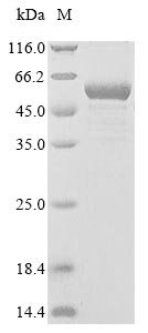 Recombinant Arabidopsis thaliana UDP-glycosyltransferase 72E2 (UGT72E2)