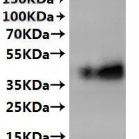 CSB-MP004844MO(A4) is detected by Mouse anti-6*His monoclonal antibody.