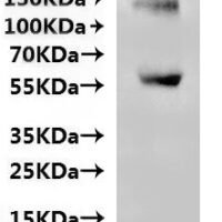 CSB-MP009829HU(A4)m8 is detected by Mouse anti-6*His monoclonal antibody.