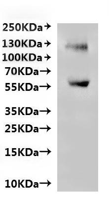 Recombinant Human Probable G-protein coupled receptor 75 (GPR75)-VLPs Protein, Homo sapiens (Human), Mammalian cell, N-terminal Flag-tagged and C-terminal 6xHis-tagged, 61.3kDa, purity >95% as determined by SEC-HPLC.