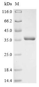 Recombinant Mouse Vesicle transport protein USE1 (Use1), partial