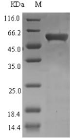 Recombinant Enterobacteria phage T4 Recombination and repair protein (UVSX)
