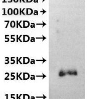 CSB-MP800387HEAA(F2) is detected by Mouse anti-6*His monoclonal antibody.