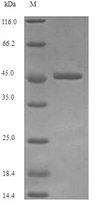Recombinant Helicobacter pylori Vacuolating cytotoxin autotransporter (vacA), partial