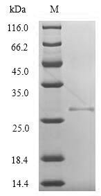 Recombinant Vaccinia virus Protein K3 (VACWR034)