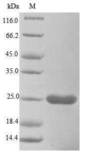Recombinant Vaccinia virus Entry-fusion complex associated protein OPG095 (OPG099), partial