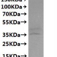 CSB-MP003996MOW is detected by Mouse anti-6*His monoclonal antibody.