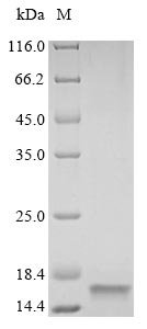 Recombinant Rat Vesicle-associated membrane protein 2 (Vamp2), partial