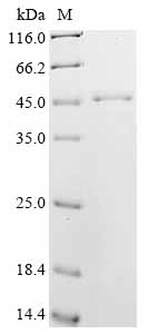 Recombinant Mouse Vasodilator-stimulated phosphoprotein (Vasp)