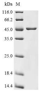 Recombinant Streptomyces albus Valine dehydrogenase (vdh)