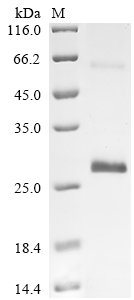 Recombinant Horse Vascular endothelial growth factor A (VEGFA)