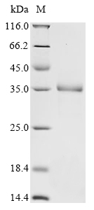 Recombinant Apis mellifera Vitellogenin (Vg), partial