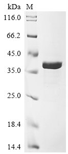 Recombinant Vaccinia virus Intermediate transcription factor 3 small subunit (VITF3S)