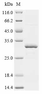 Recombinant Lake Victoria marburgvirus Polymerase cofactor VP35 (VP35), Lake Victoria marburgvirus (strain Ozolin-75) (MARV) (Marburg virus (strain South Africa/Ozolin/1975)), E.coli, N-terminal 10xHis-tagged and C-terminal Myc-tagged, 43.7kDa, purity >95% as determined by SDS-PAGE.
