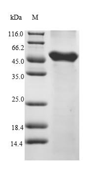 Recombinant Mouse Serine/threonine-protein kinase VRK1 (Vrk1), Mus musculus (Mouse), E.coli, N-terminal 6xHis-tagged and C-terminal Myc-tagged, 55.2kDa, purity >85% as determined by SDS-PAGE.